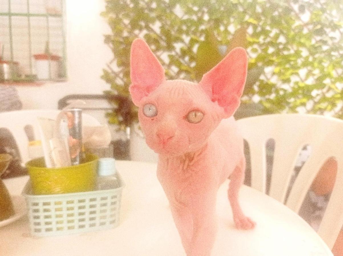 Casa De Ciss Apartment มาดริด ภายนอก รูปภาพ